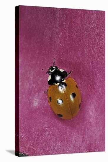 Coccinella Septempunctata (Sevenspotted Lady Beetle)-Paul Starosta-Stretched Canvas