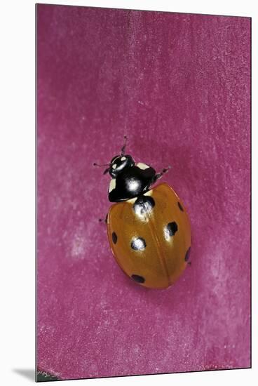 Coccinella Septempunctata (Sevenspotted Lady Beetle)-Paul Starosta-Mounted Premium Photographic Print