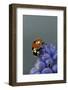 Coccinella Septempunctata (Sevenspotted Lady Beetle)-Paul Starosta-Framed Photographic Print