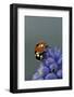 Coccinella Septempunctata (Sevenspotted Lady Beetle)-Paul Starosta-Framed Photographic Print