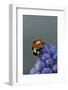 Coccinella Septempunctata (Sevenspotted Lady Beetle)-Paul Starosta-Framed Photographic Print