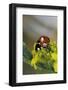 Coccinella Septempunctata (Sevenspotted Lady Beetle)-Paul Starosta-Framed Photographic Print