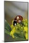 Coccinella Septempunctata (Sevenspotted Lady Beetle)-Paul Starosta-Mounted Photographic Print