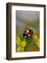 Coccinella Septempunctata (Sevenspotted Lady Beetle)-Paul Starosta-Framed Photographic Print