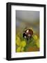 Coccinella Septempunctata (Sevenspotted Lady Beetle)-Paul Starosta-Framed Photographic Print