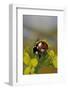 Coccinella Septempunctata (Sevenspotted Lady Beetle)-Paul Starosta-Framed Photographic Print