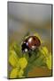 Coccinella Septempunctata (Sevenspotted Lady Beetle)-Paul Starosta-Mounted Photographic Print