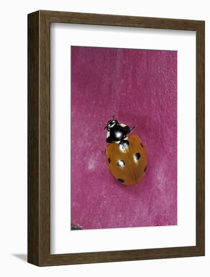 Coccinella Septempunctata (Sevenspotted Lady Beetle)-Paul Starosta-Framed Photographic Print