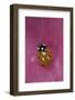Coccinella Septempunctata (Sevenspotted Lady Beetle)-Paul Starosta-Framed Photographic Print