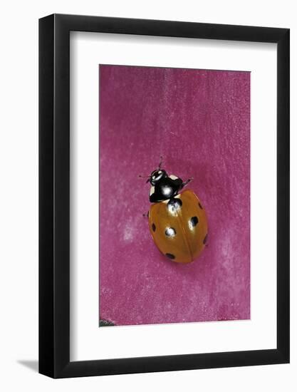 Coccinella Septempunctata (Sevenspotted Lady Beetle)-Paul Starosta-Framed Photographic Print