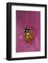 Coccinella Septempunctata (Sevenspotted Lady Beetle)-Paul Starosta-Framed Photographic Print