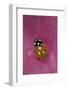 Coccinella Septempunctata (Sevenspotted Lady Beetle)-Paul Starosta-Framed Photographic Print