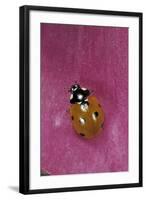 Coccinella Septempunctata (Sevenspotted Lady Beetle)-Paul Starosta-Framed Photographic Print