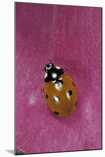 Coccinella Septempunctata (Sevenspotted Lady Beetle)-Paul Starosta-Mounted Photographic Print