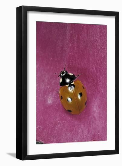 Coccinella Septempunctata (Sevenspotted Lady Beetle)-Paul Starosta-Framed Photographic Print