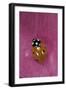 Coccinella Septempunctata (Sevenspotted Lady Beetle)-Paul Starosta-Framed Photographic Print