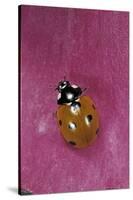 Coccinella Septempunctata (Sevenspotted Lady Beetle)-Paul Starosta-Stretched Canvas