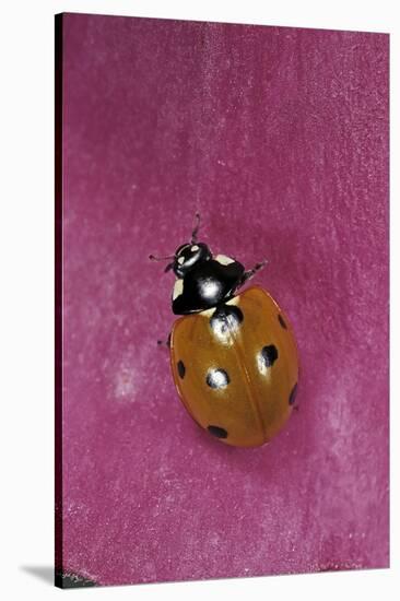 Coccinella Septempunctata (Sevenspotted Lady Beetle)-Paul Starosta-Stretched Canvas