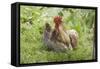 Cochin Bantam Chickens Cockerel Hen-null-Framed Stretched Canvas