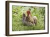 Cochin Bantam Chickens Cockerel Hen-null-Framed Photographic Print
