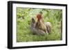 Cochin Bantam Chickens Cockerel Hen-null-Framed Photographic Print