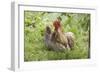 Cochin Bantam Chickens Cockerel Hen-null-Framed Photographic Print