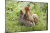 Cochin Bantam Chickens Cockerel Hen-null-Mounted Photographic Print