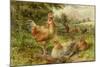 Cochin China Fowls-George Hickin-Mounted Giclee Print