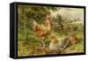 Cochin China Fowls-George Hickin-Framed Stretched Canvas