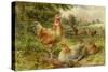 Cochin China Fowls-George Hickin-Stretched Canvas