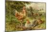 Cochin China Fowls-George Hickin-Mounted Giclee Print