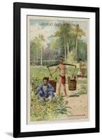 Cochinchina-null-Framed Giclee Print