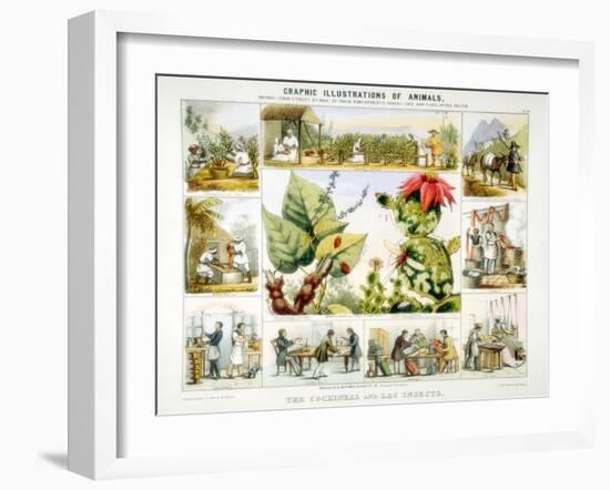 Cochineal and Lac Insects, C1850-Benjamin Waterhouse Hawkins-Framed Giclee Print