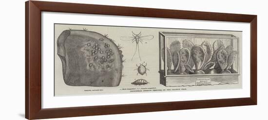 Cochineal Insects Feeding on the Prickly Pear-null-Framed Giclee Print