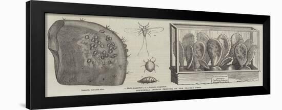 Cochineal Insects Feeding on the Prickly Pear-null-Framed Giclee Print