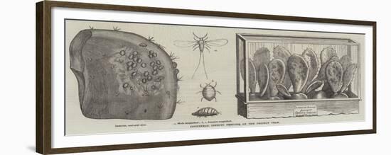 Cochineal Insects Feeding on the Prickly Pear-null-Framed Giclee Print