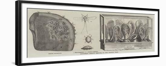 Cochineal Insects Feeding on the Prickly Pear-null-Framed Giclee Print