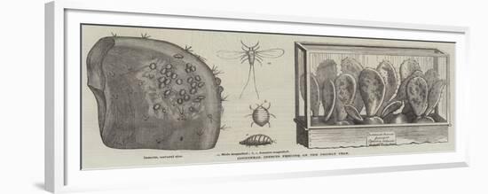 Cochineal Insects Feeding on the Prickly Pear-null-Framed Giclee Print