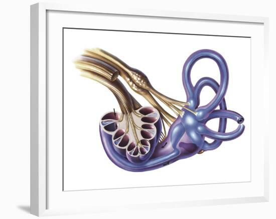 Cochlea Detail with Vestibulocochlear Nerve-null-Framed Art Print