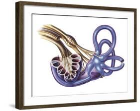 Cochlea Detail with Vestibulocochlear Nerve-null-Framed Art Print