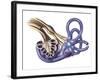 Cochlea Detail with Vestibulocochlear Nerve-null-Framed Art Print