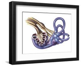 Cochlea Detail with Vestibulocochlear Nerve-null-Framed Art Print