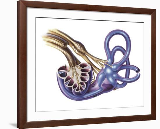 Cochlea Detail with Vestibulocochlear Nerve-null-Framed Art Print