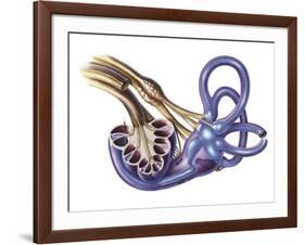 Cochlea Detail with Vestibulocochlear Nerve-null-Framed Art Print