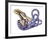 Cochlea Detail with Vestibulocochlear Nerve-null-Framed Art Print