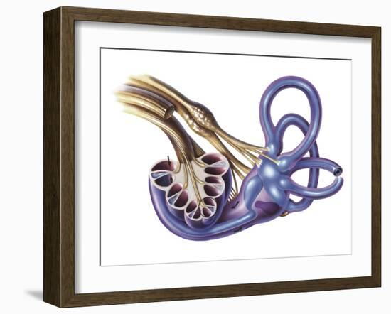 Cochlea Detail with Vestibulocochlear Nerve-null-Framed Art Print