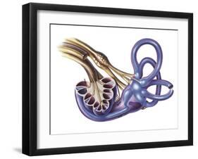 Cochlea Detail with Vestibulocochlear Nerve-null-Framed Art Print