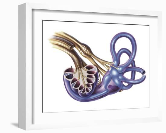 Cochlea Detail with Vestibulocochlear Nerve-null-Framed Art Print