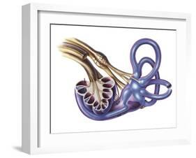 Cochlea Detail with Vestibulocochlear Nerve-null-Framed Art Print