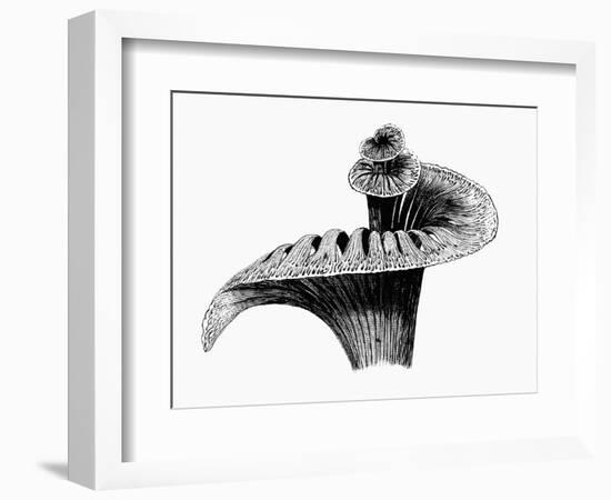 Cochlea-Mehau Kulyk-Framed Photographic Print